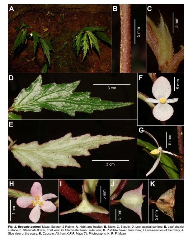 B. beringii